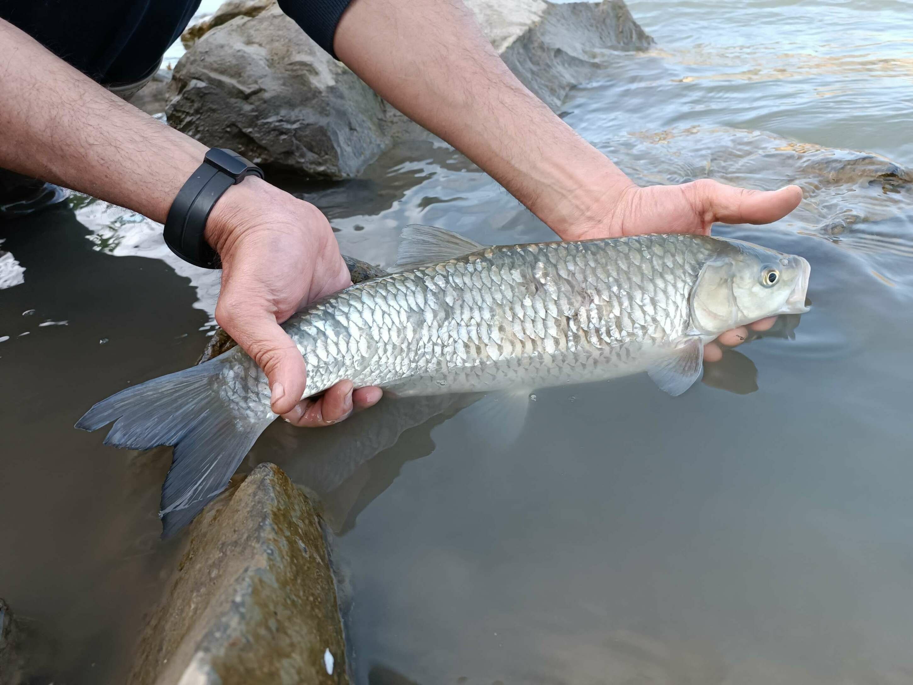 Pesca bolognese cavedano fiume galleggiante bigattino inverno estate enrico avagliano cristian magnani