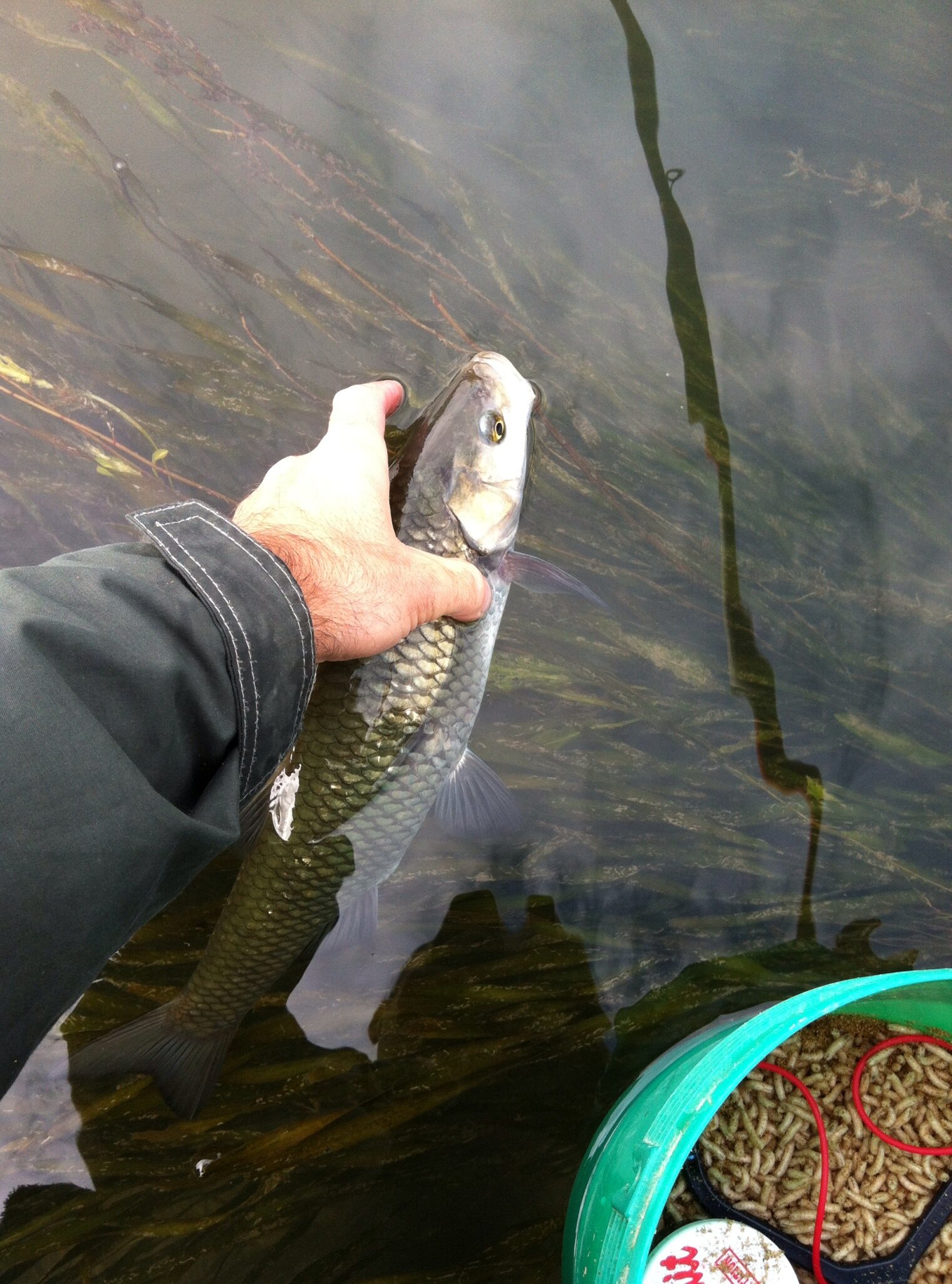Pesca bolognese cavedano fiume galleggiante bigattino inverno estate enrico avagliano cristian magnani