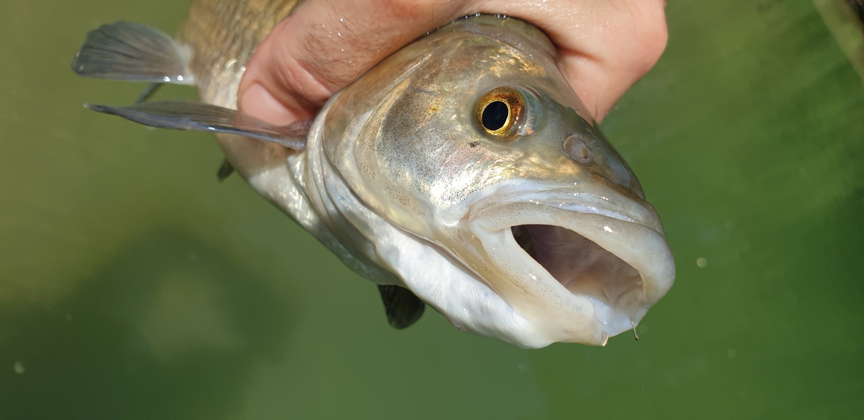 Pesca bolognese cavedano fiume galleggiante bigattino inverno estate enrico avagliano cristian magnani