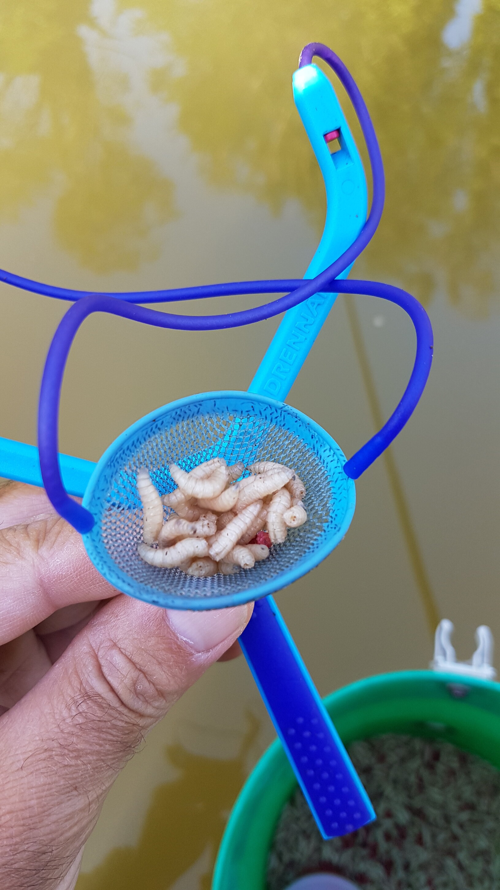 Pesca bolognese cavedano fiume galleggiante bigattino inverno estate enrico avagliano cristian magnani fionda
