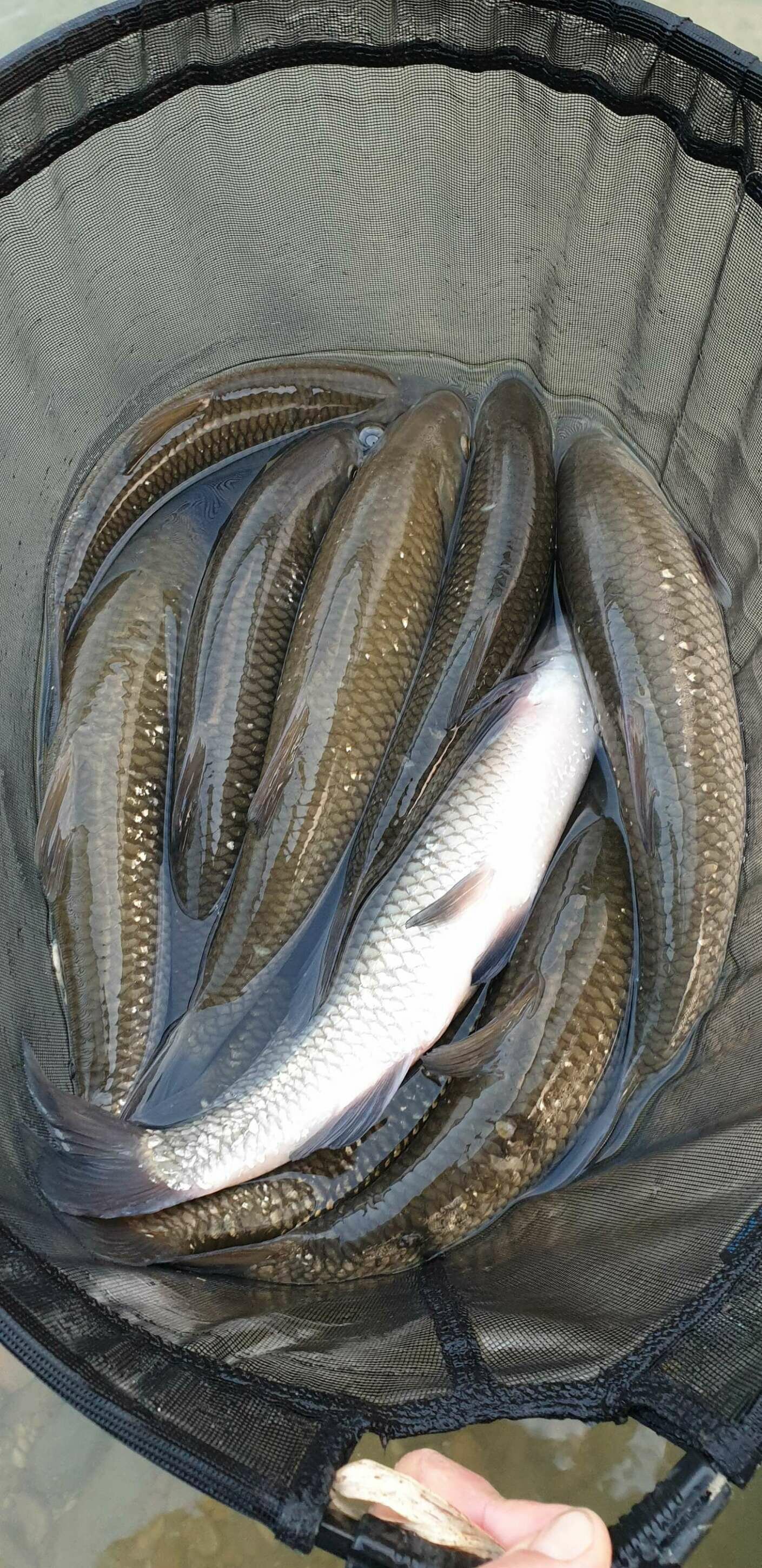 Pesca bolognese cavedano fiume galleggiante bigattino inverno estate enrico avagliano cristian magnani