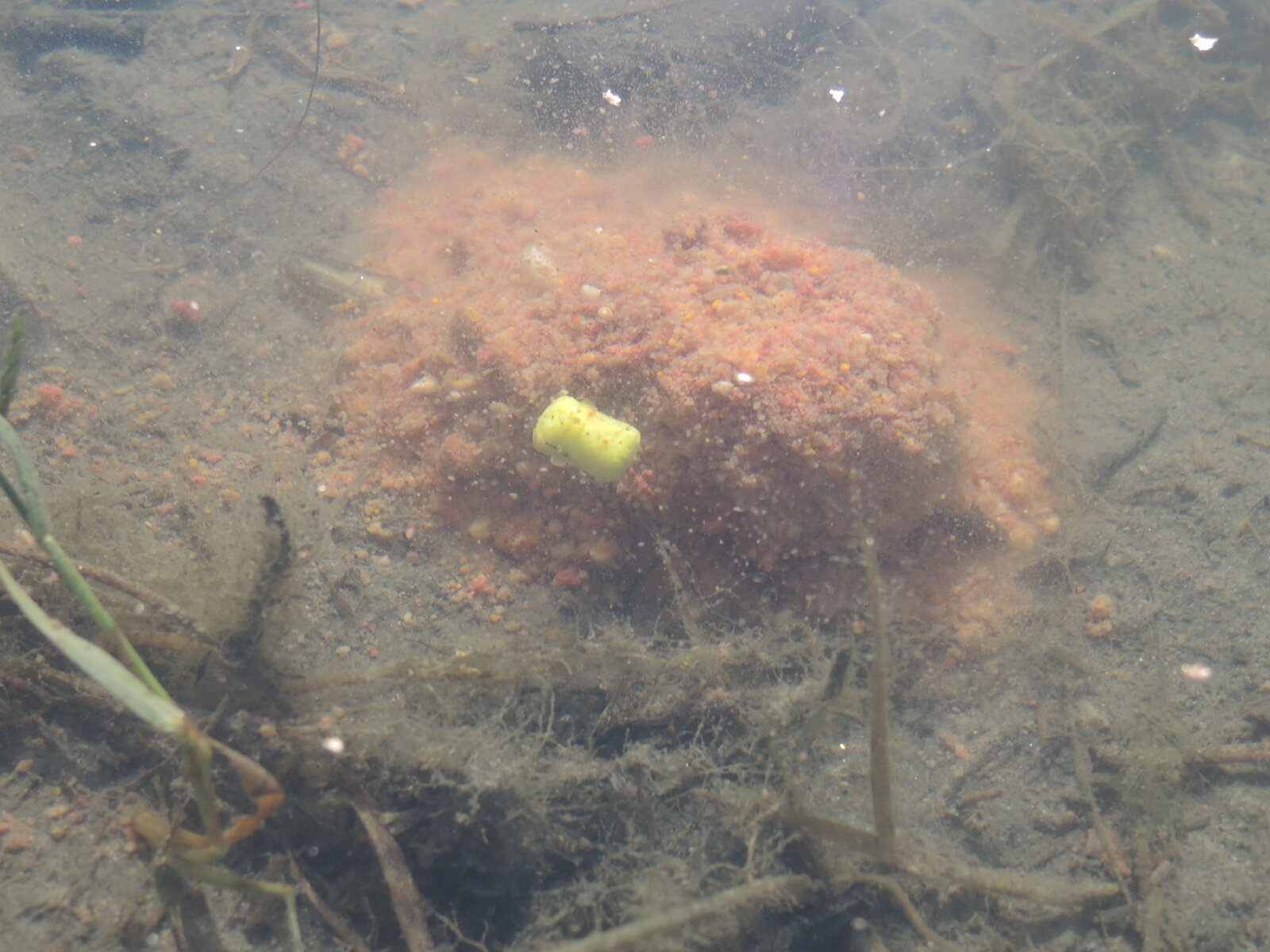 Pesca feeder method lago carpa carasso sergio farina enrico avagliano