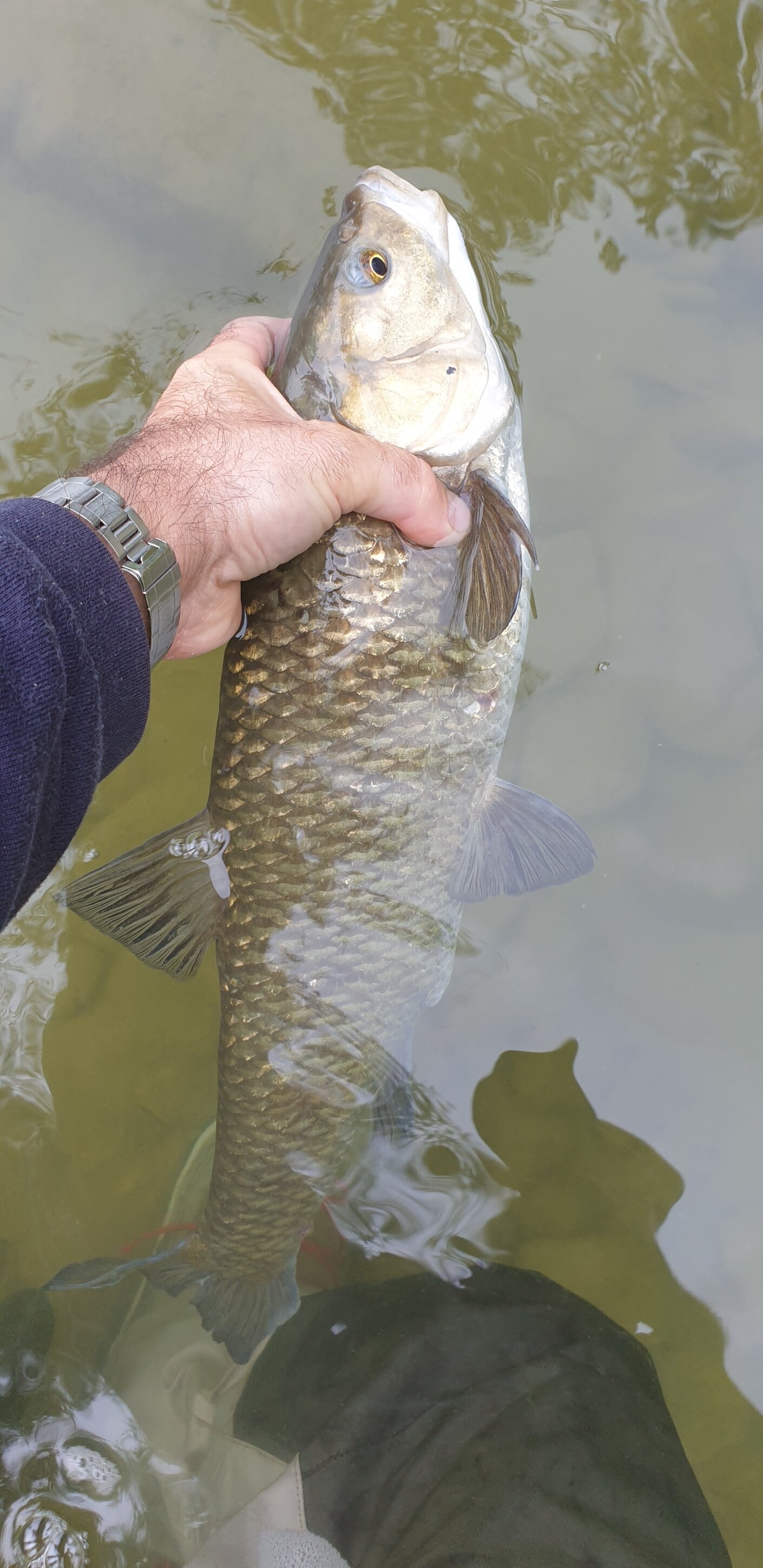Pesca bolognese cavedano fiume galleggiante bigattino inverno estate enrico avagliano cristian magnani