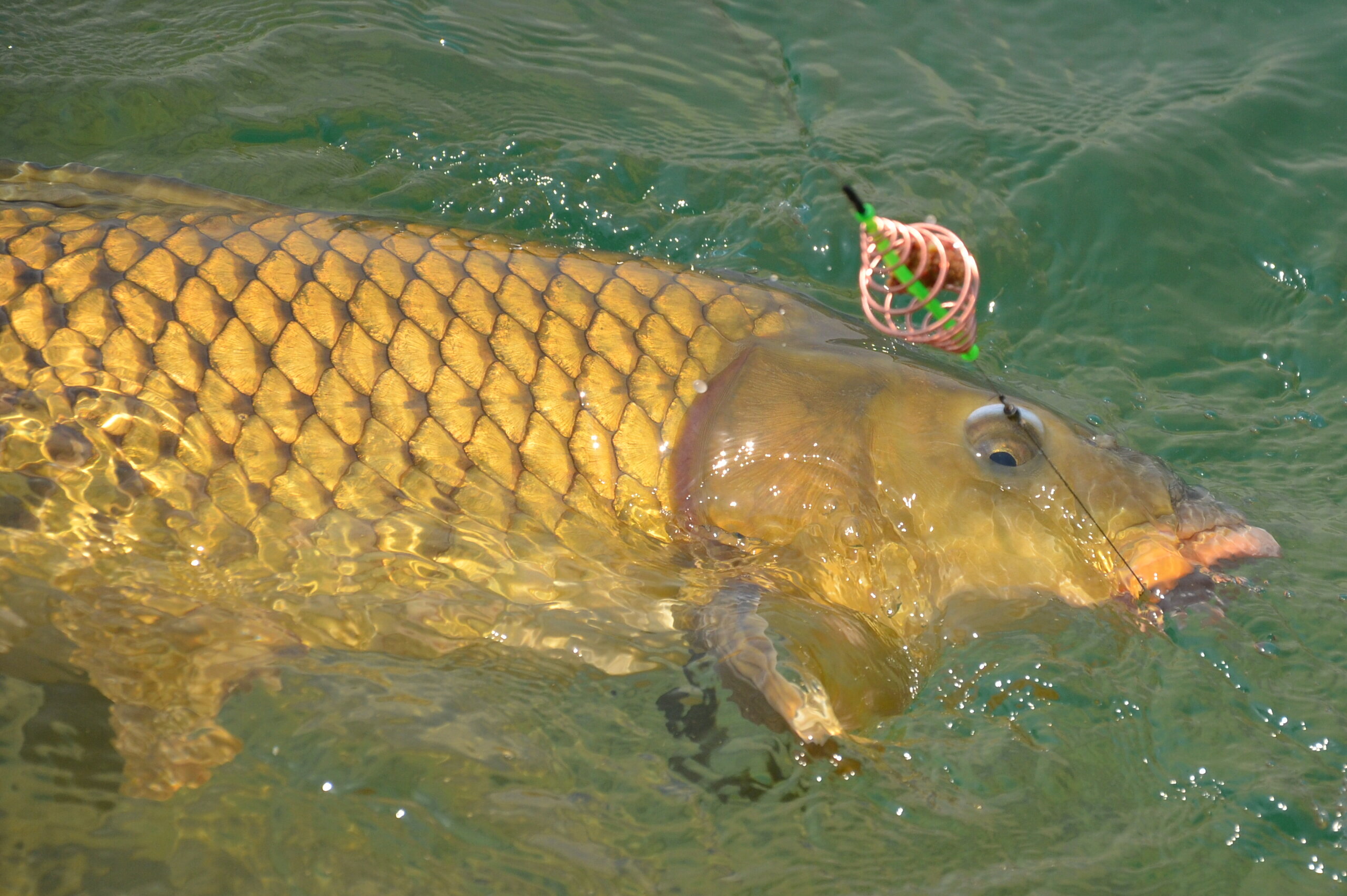 Pesca feeder method lago carpa carasso sergio farina enrico avagliano
