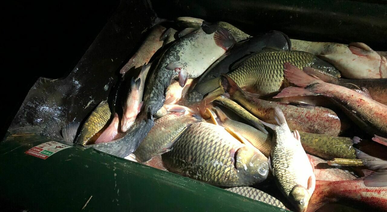 Blitz delle Guardie ittiche ambientali contro la pesca di frodo Blitz delle Guardie ittiche ambientali contro la pesca di frodo