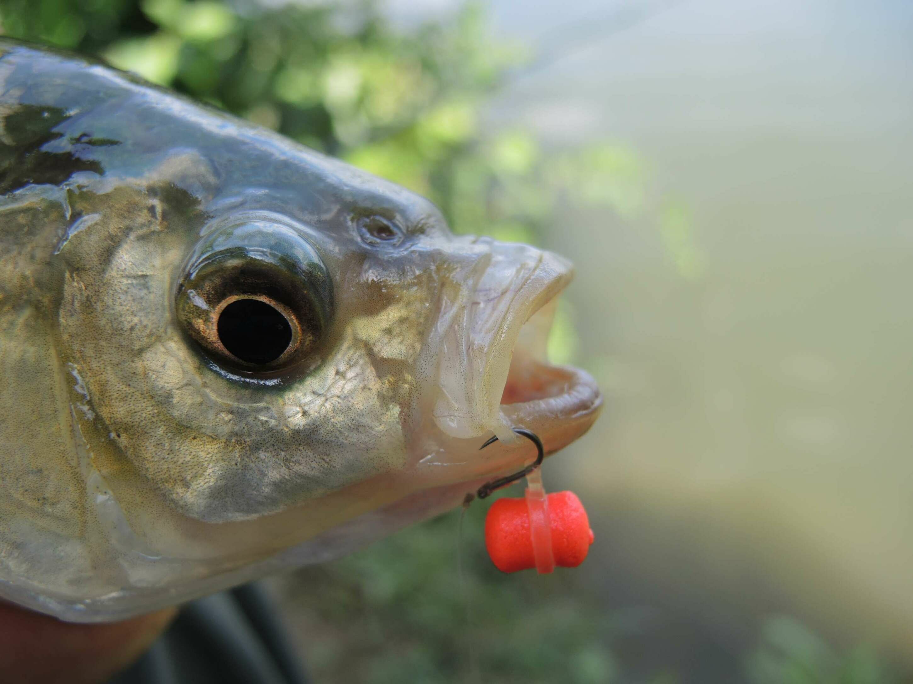 Pesca feeder method lago carpa carasso sergio farina enrico avagliano