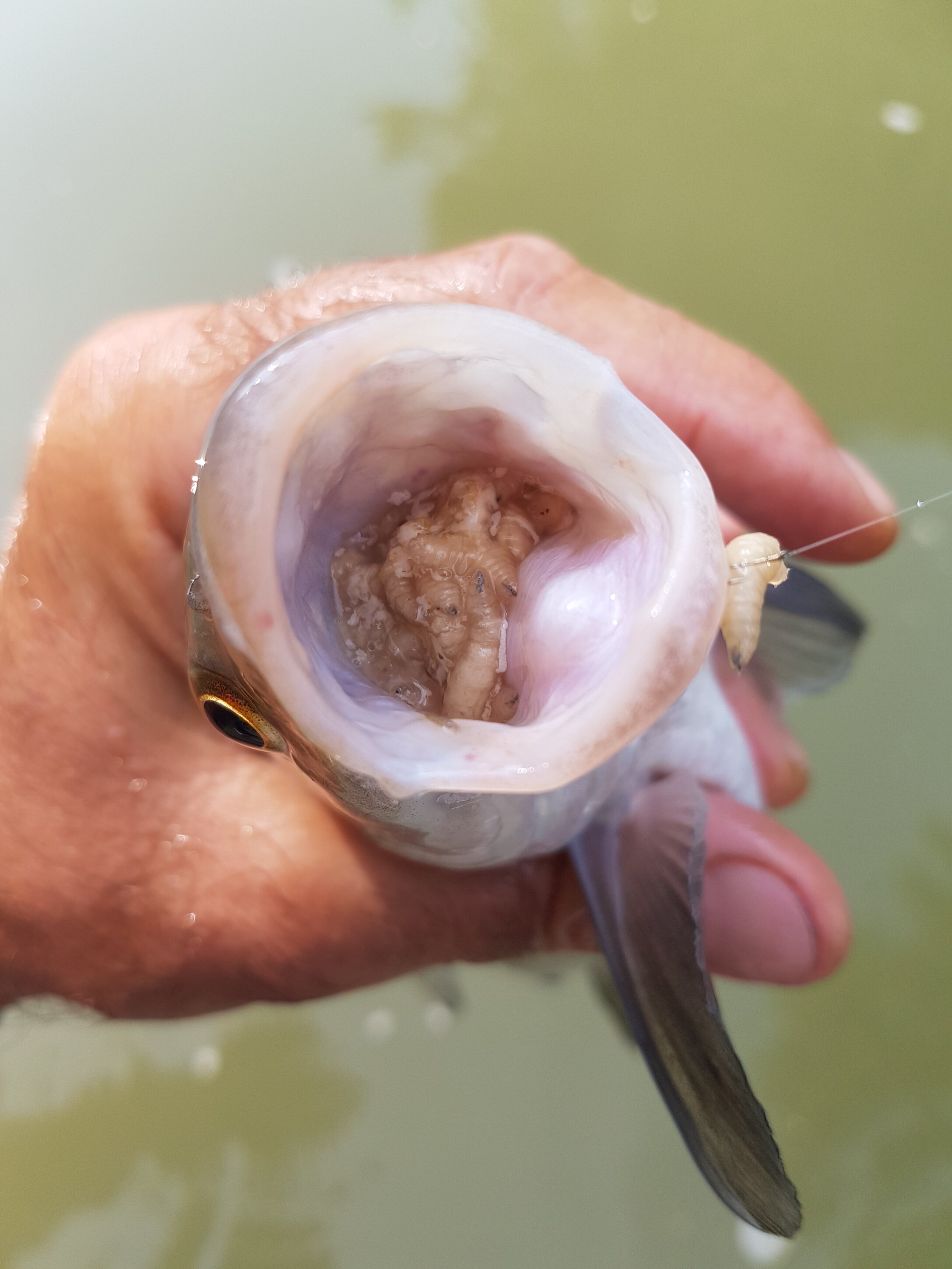 Pesca bolognese cavedano fiume galleggiante bigattino inverno estate enrico avagliano cristian magnani
