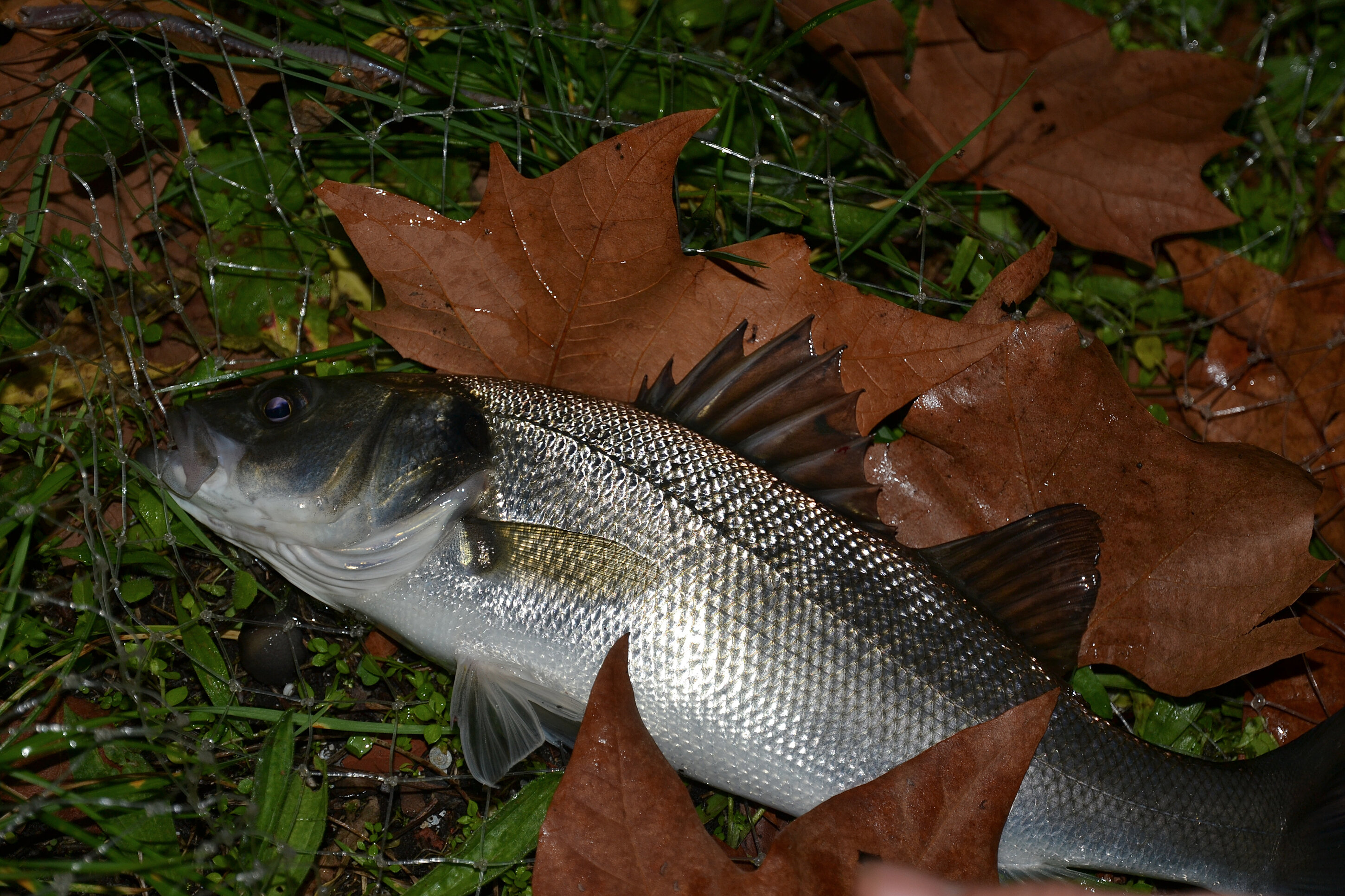 pesca spigola coreano passata inverno foce porto canale silvio fattori enrico avagliano
