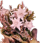 scarpone-in-resina-con-stelle-alpine-vere