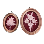 quadretto-ovale-con-stelle-alpine