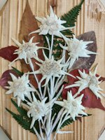 ovale-in-legno-decorato-a-mano-con-stelle-alpine-vere