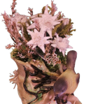 scarpone-in-resina-con-stelle-alpine-vere