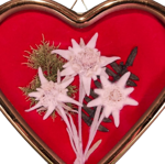 quadretto-a-cuore-con-stelle-alpine