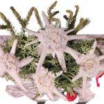 tronchetto-porta-fortuna-decorato-a-mano-con-stelle-alpine-vere