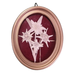 quadretto-ovale-con-stelle-alpine