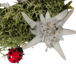 benvenuti-con-stelle-alpine-vere-e-fiocco