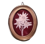 quadretto-ovale-con-stelle-alpine