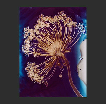 sunny flowers 005.jpeg