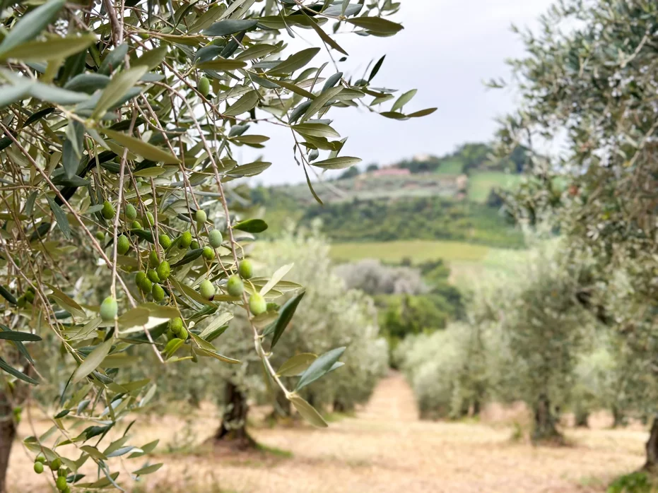 olive+grove+tour+near+rome olive+grove+tour+near+rome