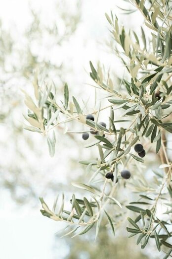 Olive trees B&B Chiusa della Vasca, Sabina countryside