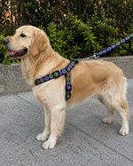 coordinato-pettorina-ad-h-e-guinzaglio-in-nylon-nero-con-fiori-ricamati