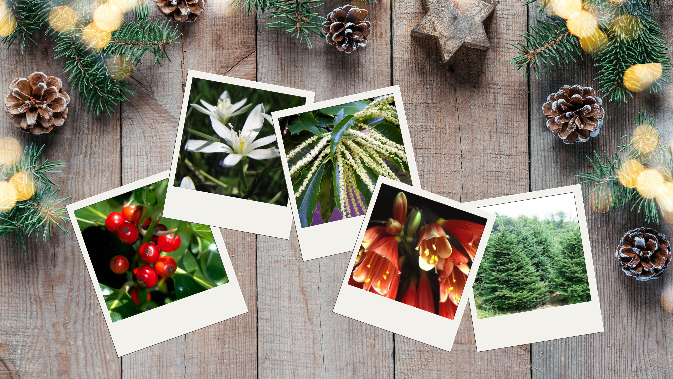 Magiche essenze per un magico Natale