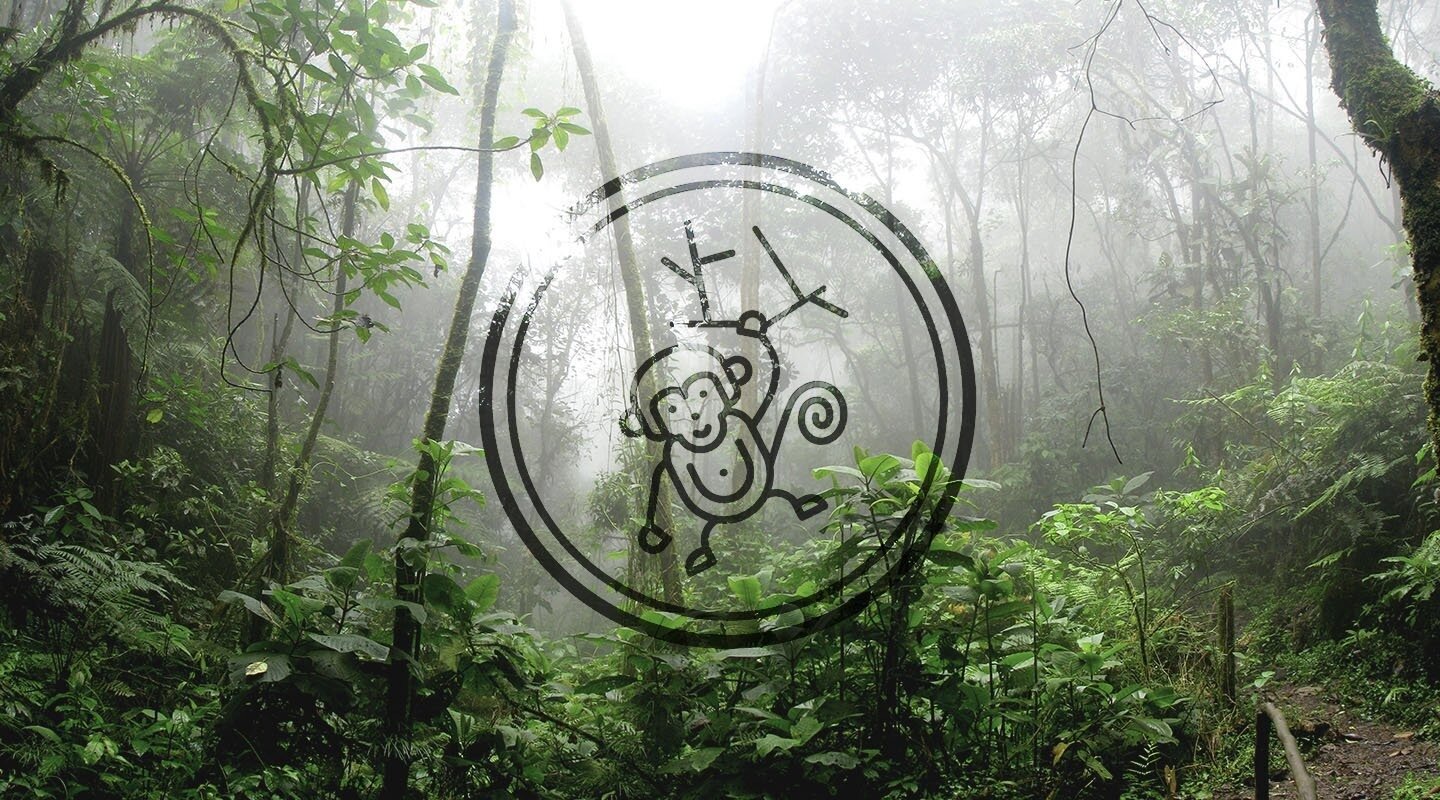 Tutto per una scimmia