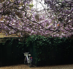 Roma Stampa Fine Art su carta lucida (disponibile in vari formati)