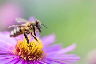 Ape operaia raccoglie nettare:Materia prima per miele artigianale