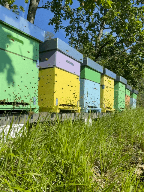 api al lavoro raccolgono nettare artigianale