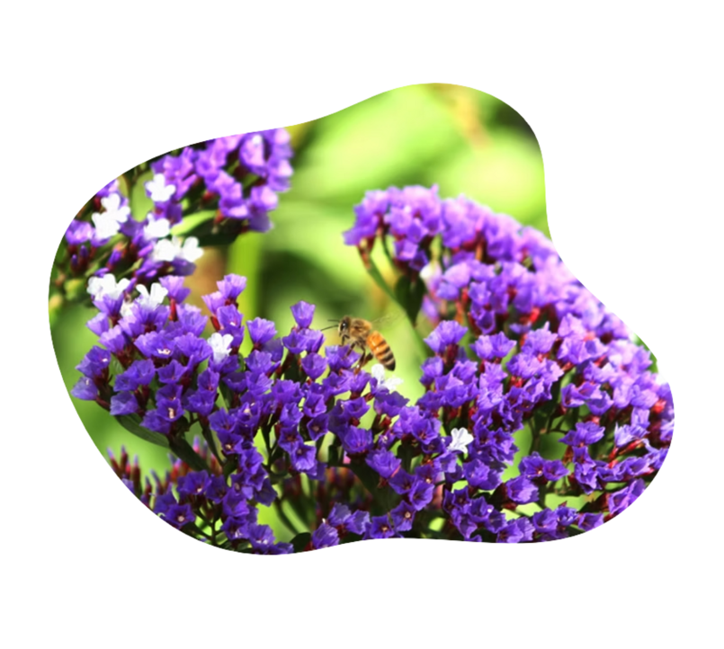 Fiori per api: Nutrimento per alveari adottati Ronzio Miele