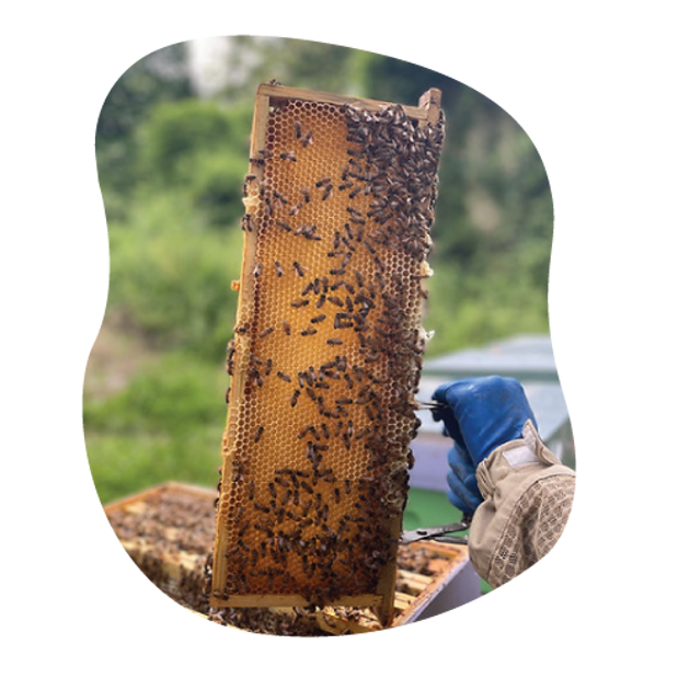 Api su telaino/Alveare (molte api su un legno)