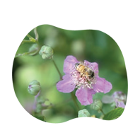 Ape su fiore viola/rosa (primo piano)