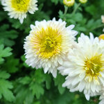 chrysanthemum-schneesturm