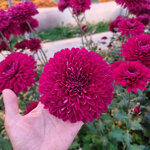 chrysanthemum-parker