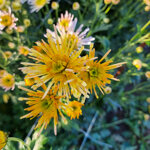 chrysanthemum-annecy-yellow