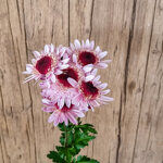 chrysanthemum-stresa