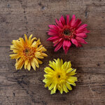 chrysanthemum-marina-red