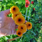 chrysanthemum-doria-orange