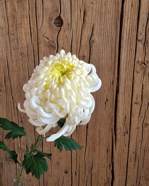 chrysanthemum-vienna-white