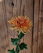chrysanthemum-cipria-orange
