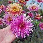 chrysanthemum-tula-sharletta