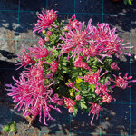 chrysanthemum-ksenia-rose