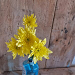 chrysanthemum-baltica-yellow