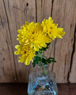 chrysanthemum-bonita-sunny