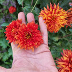 chrysanthemum-lubeck