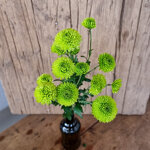 chrysanthemum-country