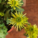 chrysanthemum-splash-minty