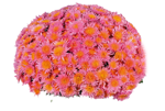 chrysanthemum-spidy-roseorange