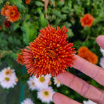 chrysanthemum-00423